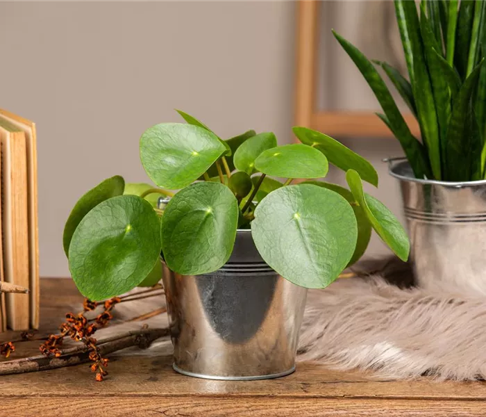 Die besonderen Eigenschaften von Zimmerpflanzen kennenlernen Die besonderen Eigenschaften von Zimmerpflanzen kennenlernen