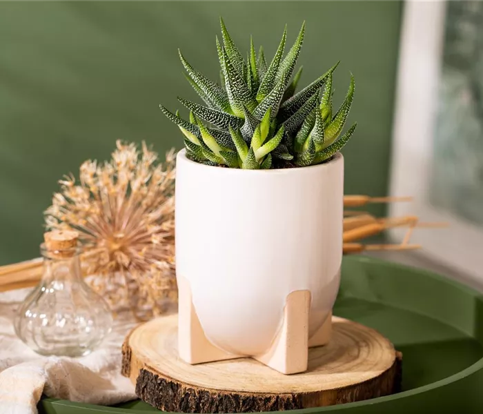 Die einmaligen Besonderheiten von Kakteen und Sukkulenten  Die einmaligen Besonderheiten von Kakteen und Sukkulenten