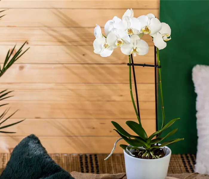 Die einmaligen Besonderheiten von Orchideen Die einmaligen Besonderheiten von Orchideen