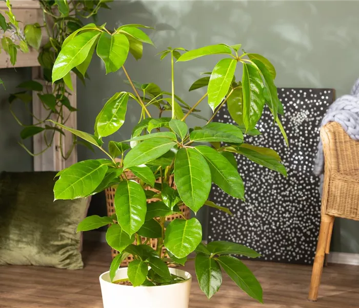 Die Vielfalt der Zimmerpflanzen ist unendlich und wunderschön Die Vielfalt der Zimmerpflanzen ist unendlich und wunderschön