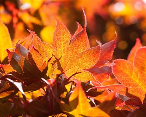 Acer palmatum 'Fireglow' Acer palmatum 'Fireglow'
