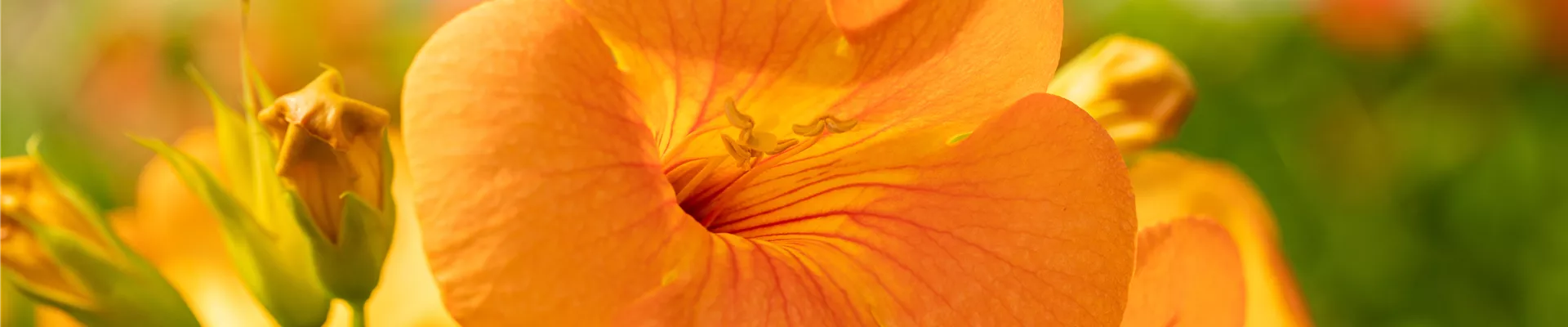 Campsis grandiflora