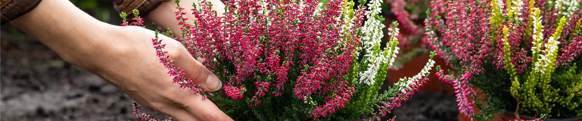 GS654702.jpg GS654702.jpg