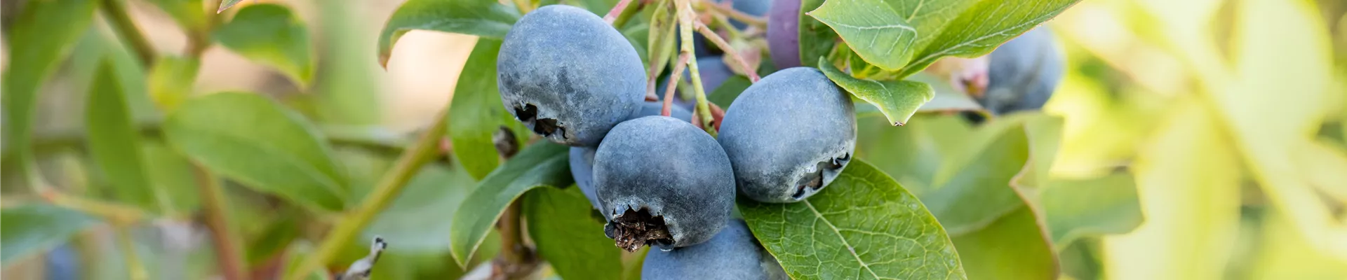 GS673675.jpg GS673675.jpg