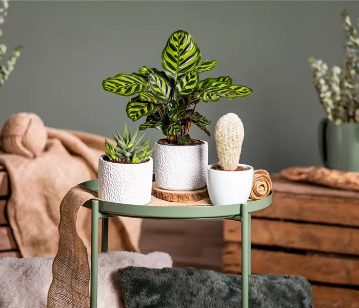 Kakteen und Sukkulenten – Die beliebtesten Kandidaten Kakteen und Sukkulenten – Die beliebtesten Kandidaten