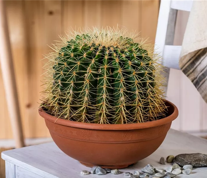 Kakteen und Sukkulenten kaufen für ein tolles Klima Kakteen und Sukkulenten kaufen für ein tolles Klima