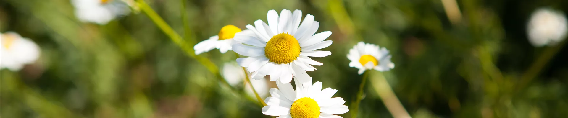 GS408034.jpg GS408034.jpg