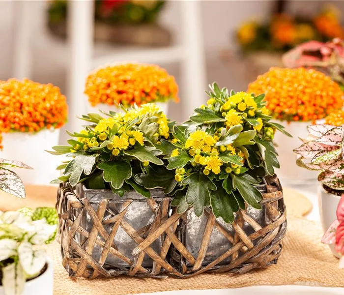 Balkonpflanzen im Herbst – Bunte Farben durch hübsche Blüten und Blätter