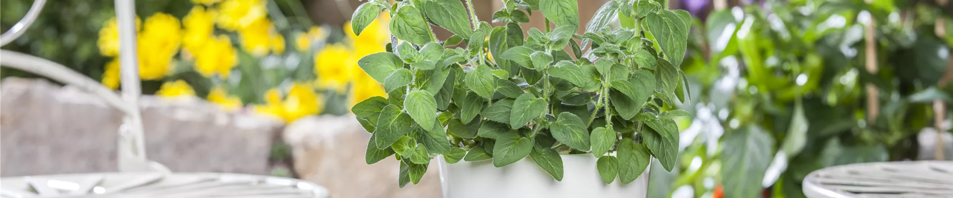 GS518274.jpg GS518274.jpg