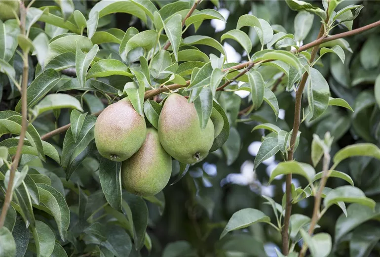 Pyrus communis