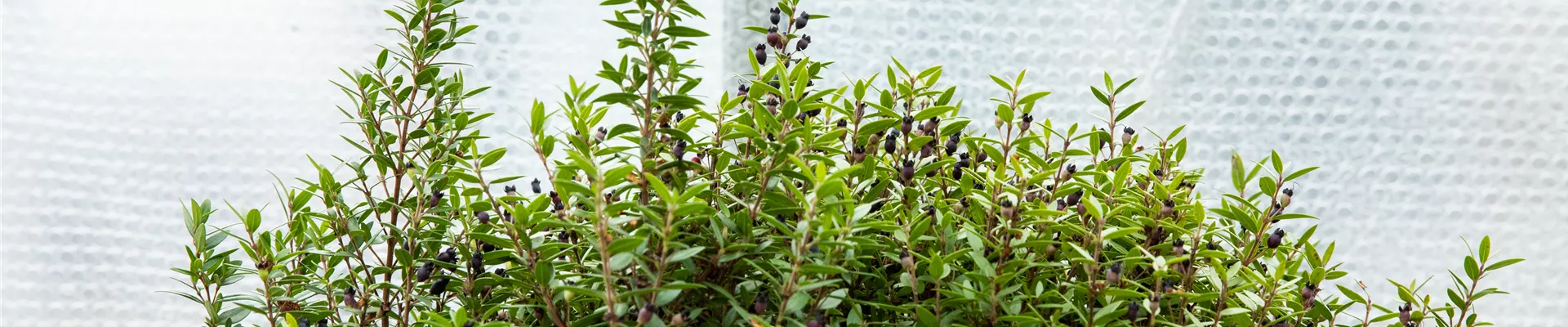 GS647302.jpg GS647302.jpg