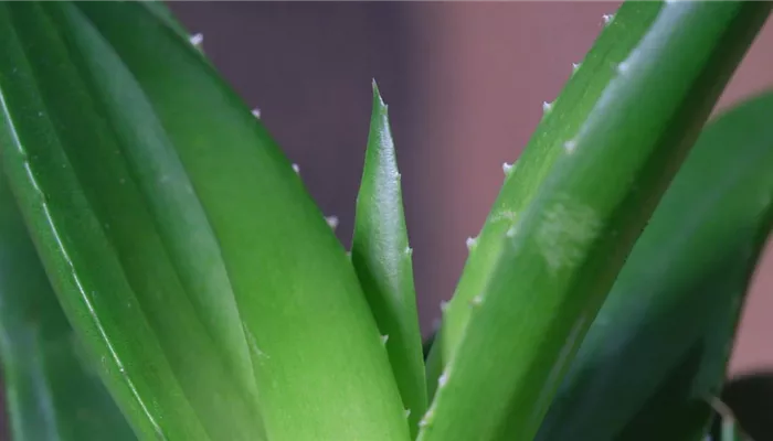 Aloe Vera (klein) - Umtopfen