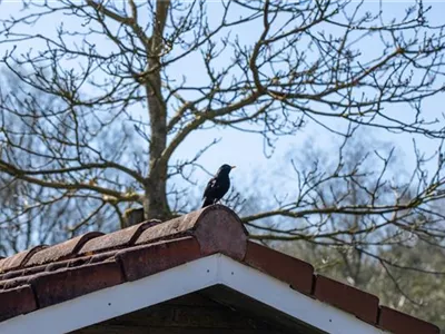 10 Tipps für einen tierfreundlichen Garten