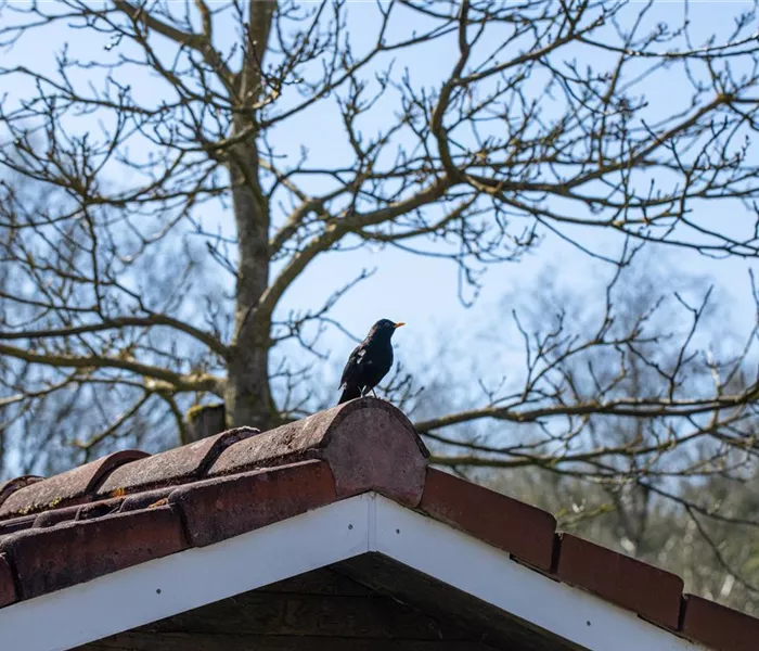 10 Tipps für einen tierfreundlichen Garten