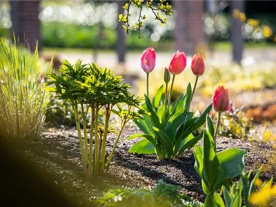 Die 9 schönsten Frühblüher für Frühlingsgefühle