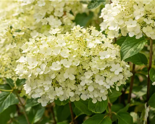 Hydrangea panic. 'Bobo' -R- Hydrangea panic. 'Bobo' -R-