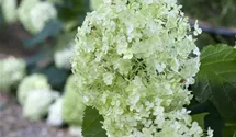 Schneeballhortensie - weiß
