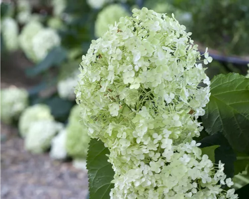 Hydrangea arbor. 'Annabelle' Hydrangea arbor. 'Annabelle'