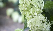 Schneeballhortensie - weiß