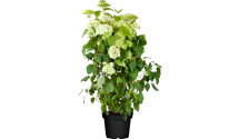 Schneeballhortensie - weiß
