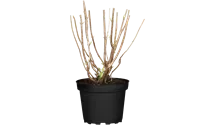 Schneeballhortensie - weiß
