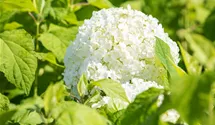 Schneeballhortensie - weiß