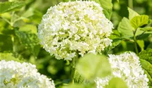 Schneeballhortensie - weiß