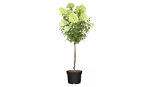Schneeballhortensie - weiß