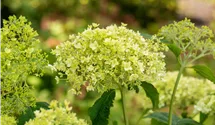 Schneeballhortensie - weiß
