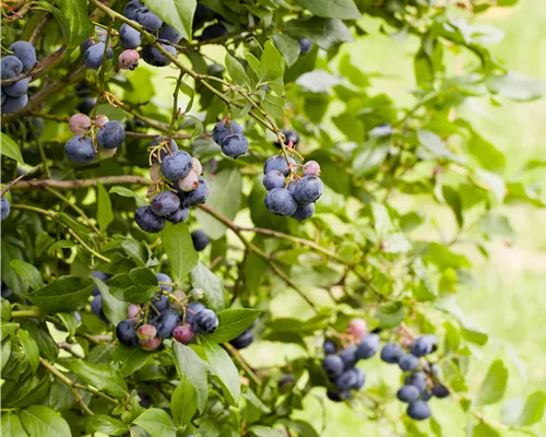 Vaccinium cor. 'Jersey' Vaccinium cor. 'Jersey'