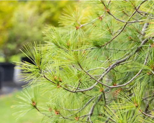Pinus strobus 'Pendula'