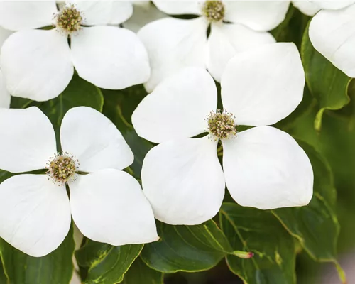 Cornus kousa chinensis 'White Fountain' Cornus kousa chinensis 'White Fountain'