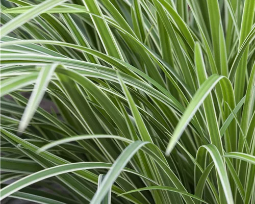 Carex foliosissima 'Icedance'