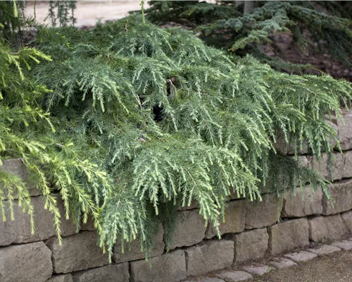 Cedrus deodara 'Feeling Blue'