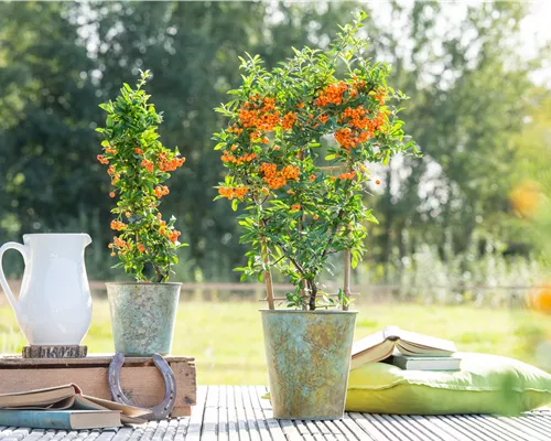 Pyracantha 'Orange Glow'