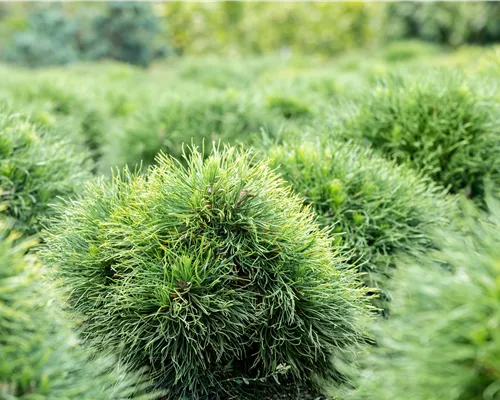 Pinus strobus 'Minima'
