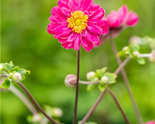 Anemone japonica 'Bressingham Glow' Anemone japonica 'Bressingham Glow'