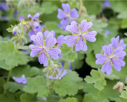 Geranium renardii Geranium renardii