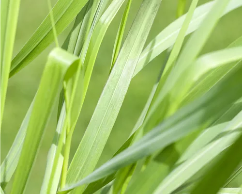 Panicum virgatum 'Rotstrahlbusch'