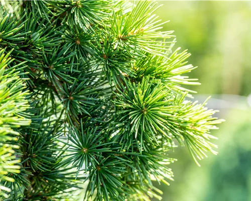 Cedrus libani 'Sargentii'
