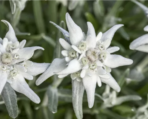 Leontopodium alpinum 'Matterhorn'
