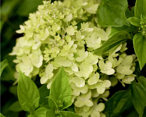 Hydrangea panic. 'Little Lime' -R-