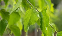 Amerikanischer Zürgelbaum
