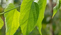 Amerikanischer Zürgelbaum
