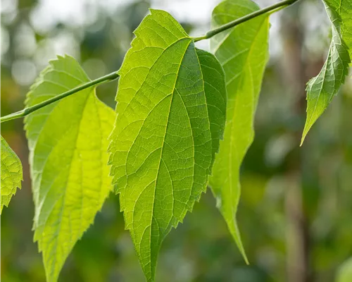 Celtis occidentalis Celtis occidentalis
