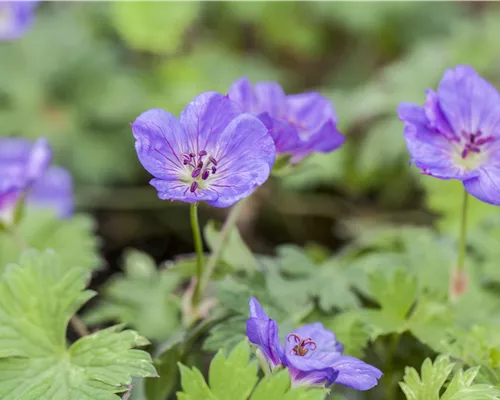 Geranium wallichianum 'Rozanne' -R- Geranium wallichianum 'Rozanne' -R-