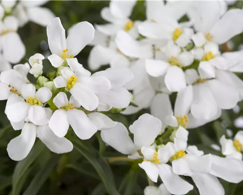Iberis sempervirens 'Snowflake' Iberis sempervirens 'Snowflake'