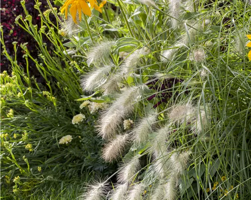 Pennisetum alopecuroides 'Hameln'