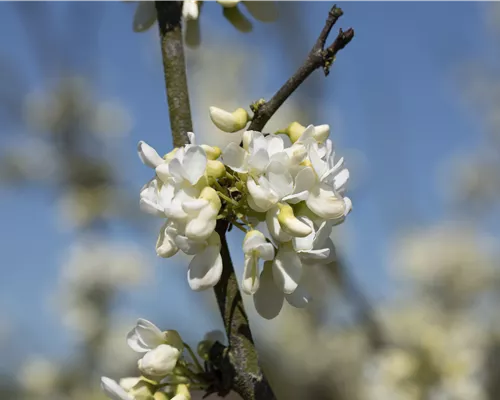 Cercis canadensis 'Texas White' Cercis canadensis 'Texas White'