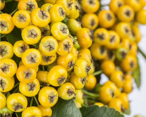 Pyracantha 'Golden Charmer'